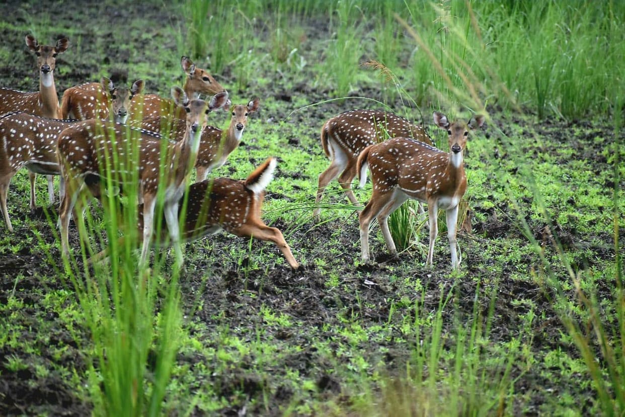 Dudhwa became home to rare wildlife due to better environment