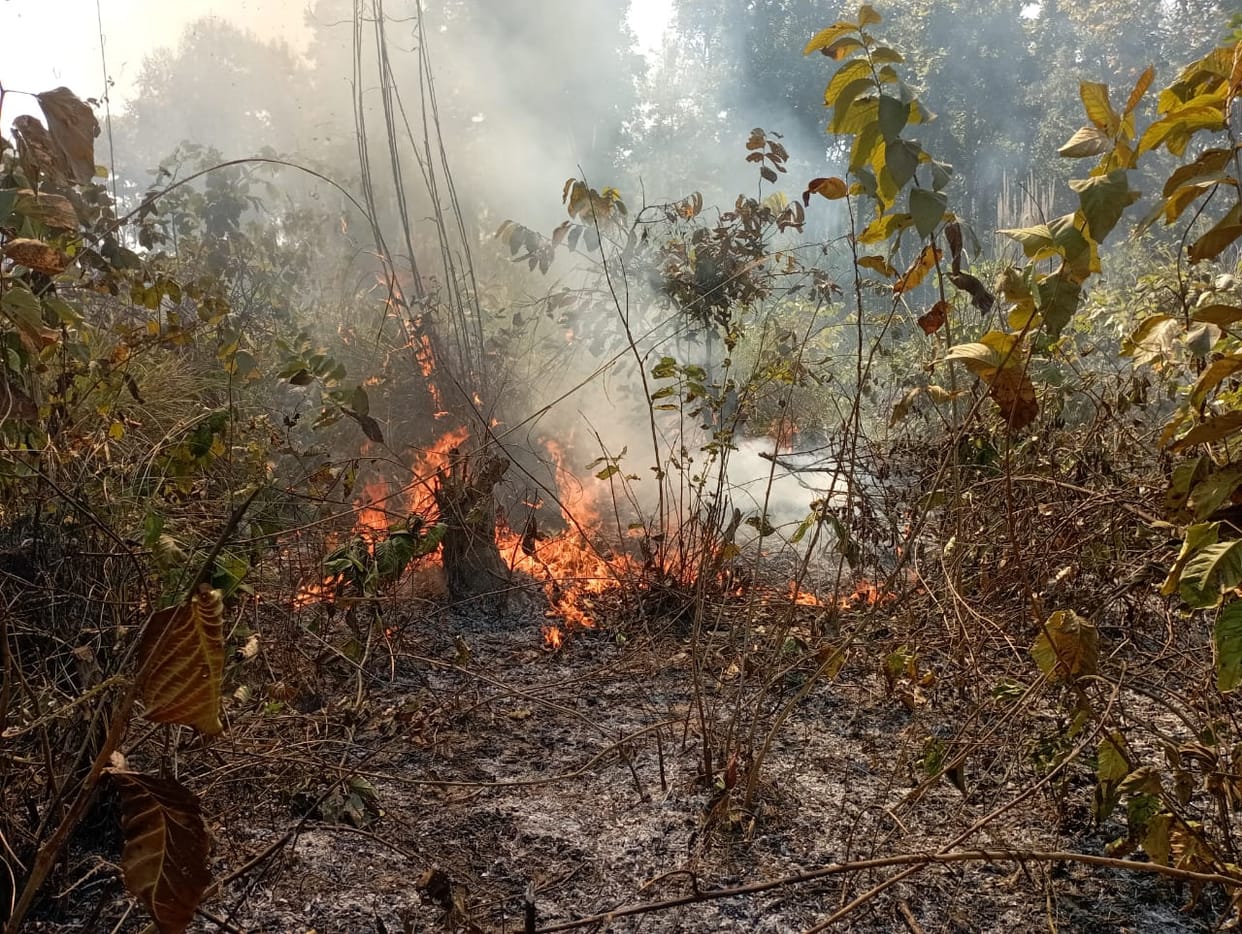 Fierce fire broke out in the forest of Harewali area, officials unaware