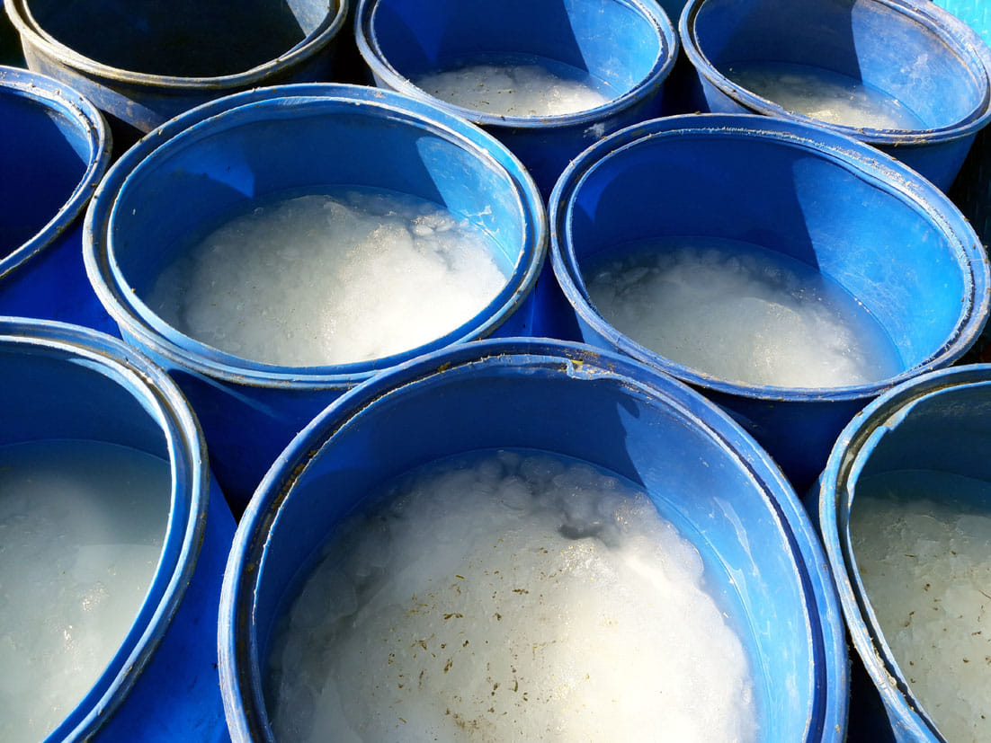 Five quintal adulterated cheese destroyed