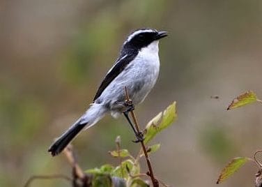 Bird Watching in Munsyari