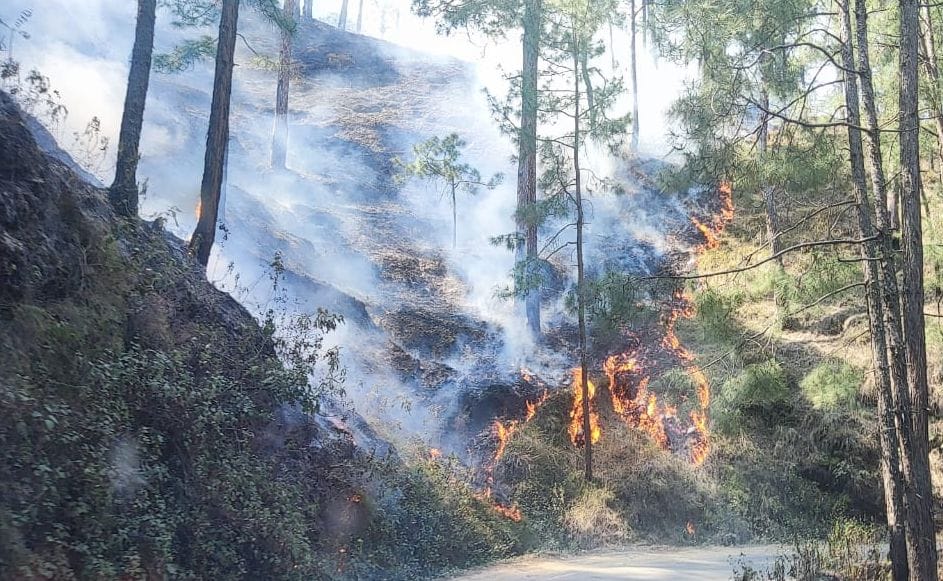 Fire in jungles, forest got harmed.