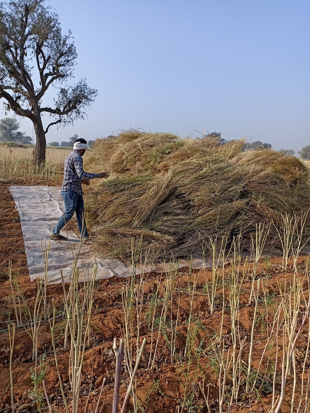 Changing weather has increased the concern of farmers