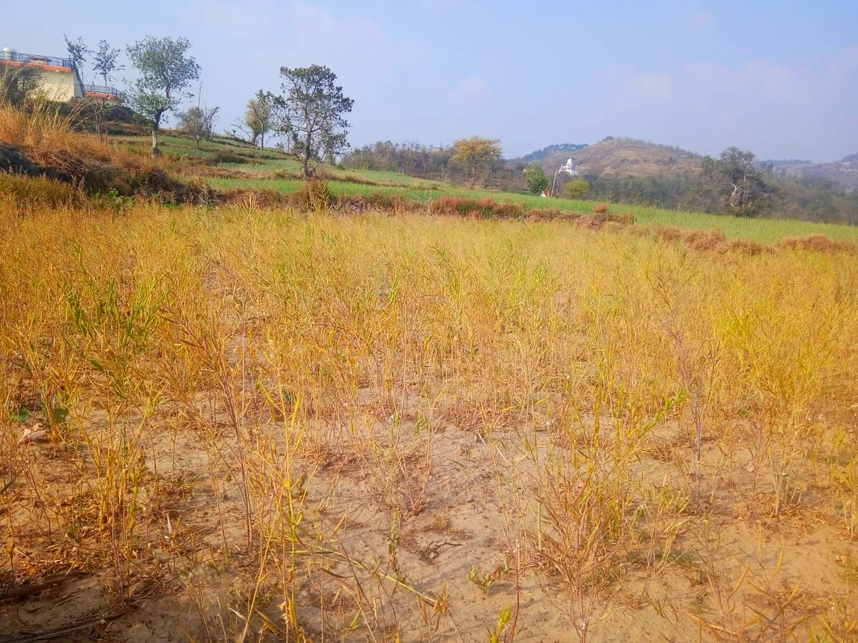 Rabi crop spoiled due to drought in hilly areas of Doon