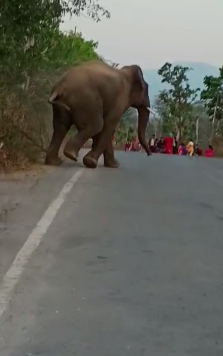 Elephant stopped traffic in Tanakpur