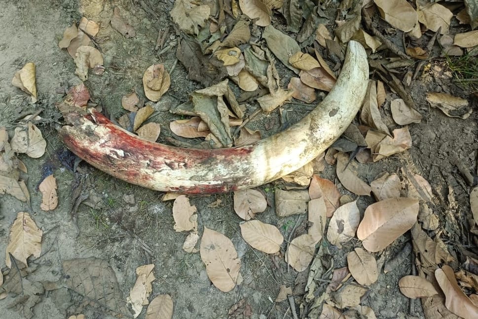 Ikkad elephant entered the herd, broken tooth in the fight