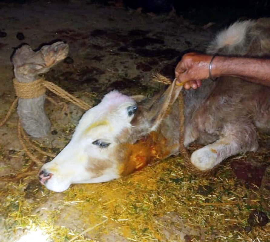 The tiger entered the farm house and attacked the calf