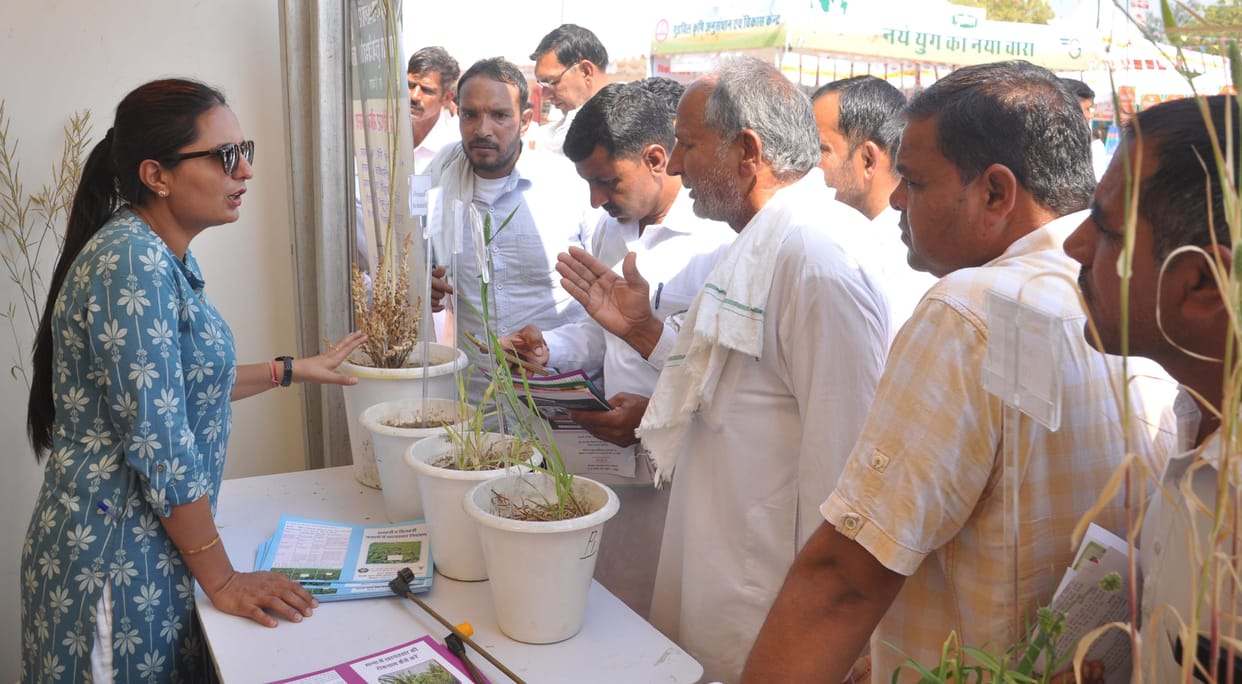 Cultivate coarse grains instead of traditional, we will export abroad