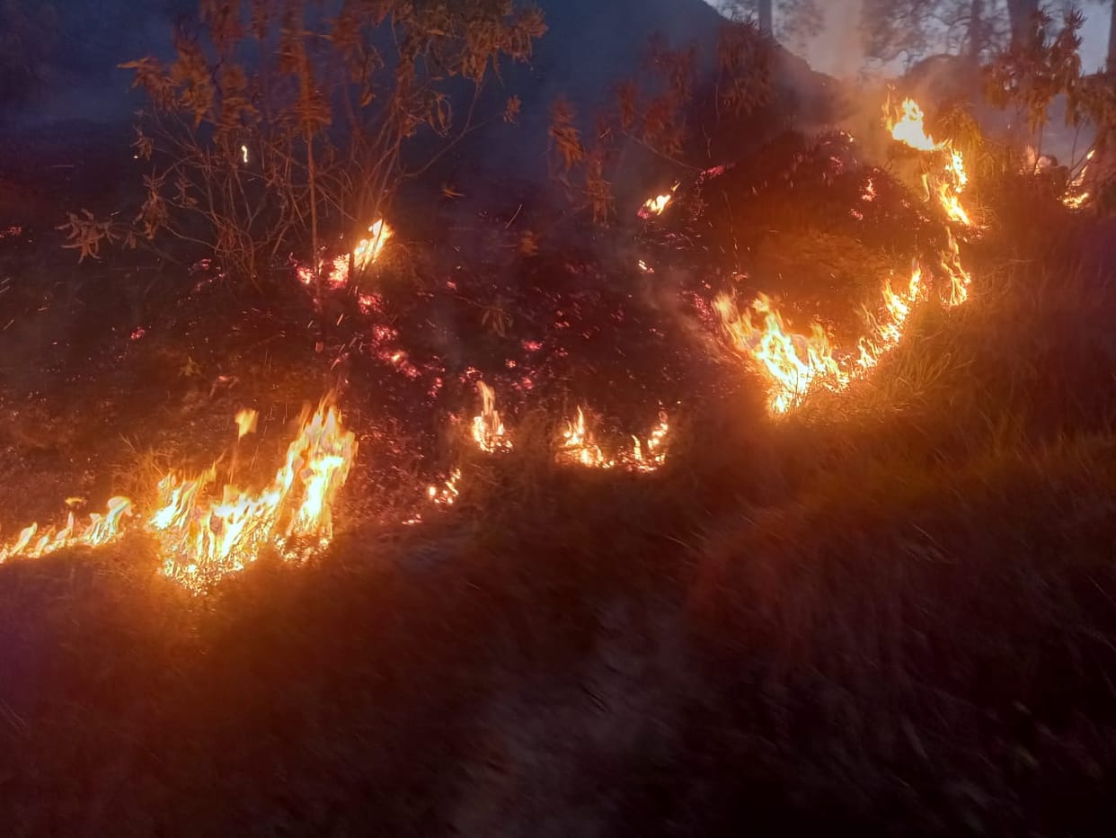 Fire in jungle again.