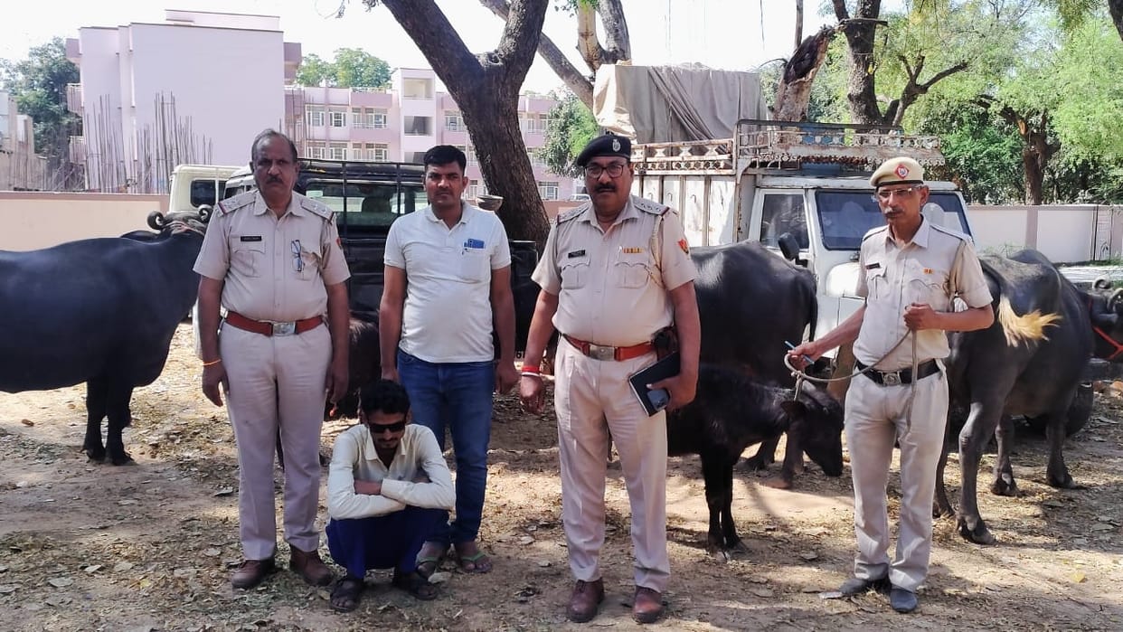 accused involved in three incidents of buffalo theft arrested