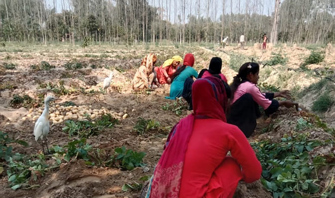 Farmers upset due to fall in potato prices