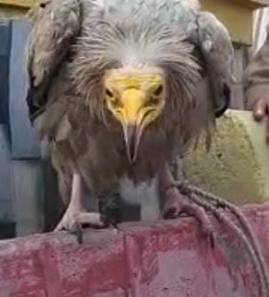 White mountain vulture found in injured condition