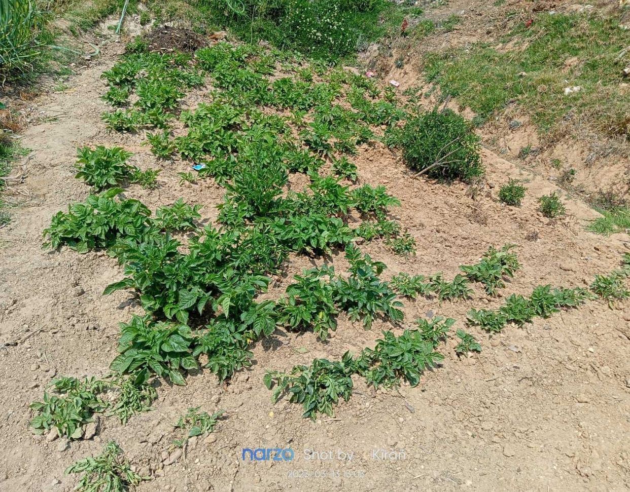 Wild Pig in Champawat Farm
