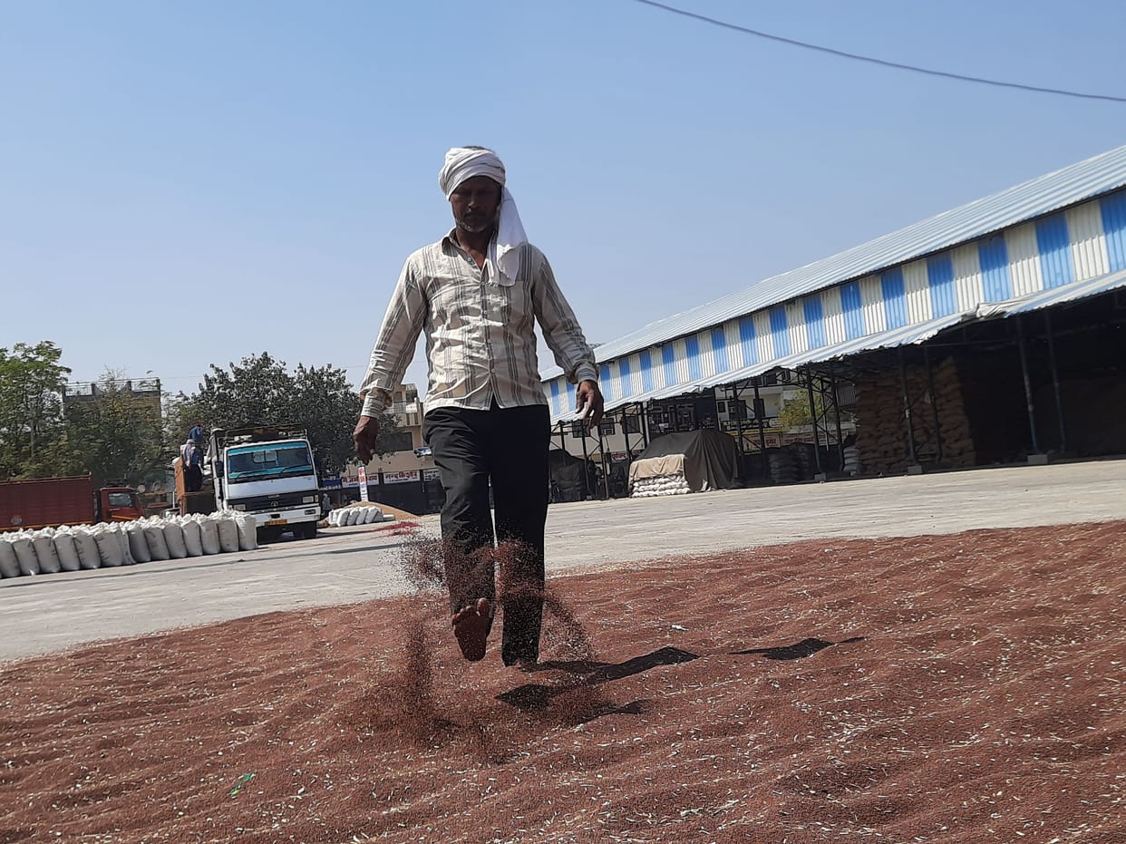 Mustard hit by frost, reduced oil flow, farmers are not getting buyers
