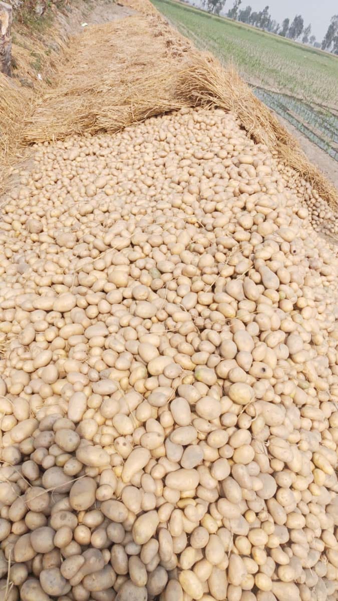 Potato gold on contract, minor price in open market