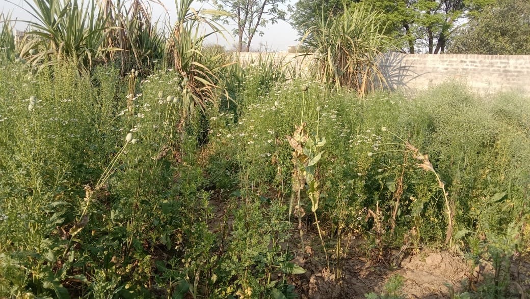 Opium was being cultivated in the sugarcane field in Hukmawali, the police arrested one of the accused