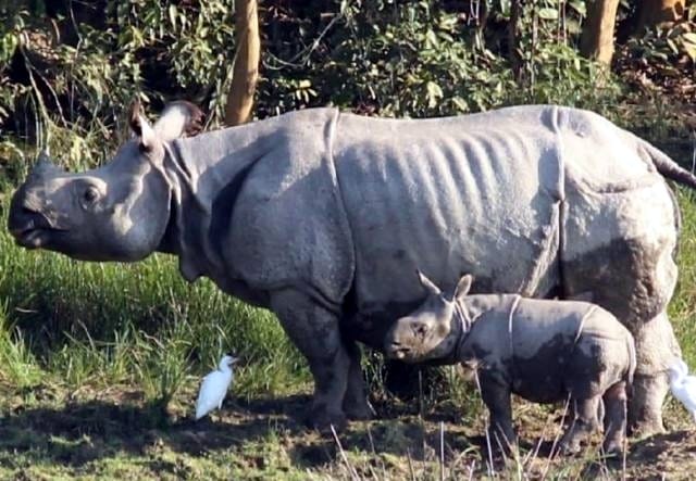 Counting of rhinos will start again in Dudhwa Tiger Reserve from today