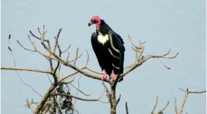 Red necked vultures seen near Malpur village nature lovers excited