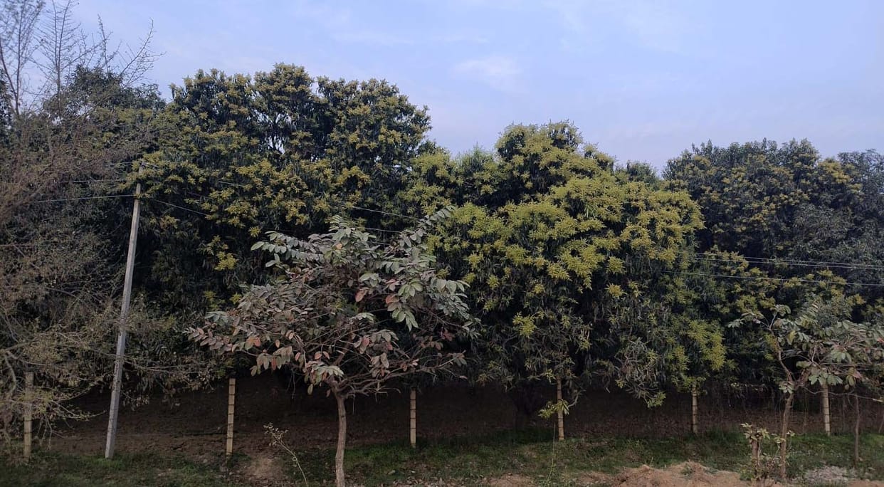If you want to save mangoes on the trees, keep sprinkling water and lime