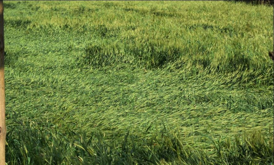 Weather changed due to rain, wheat crop fell