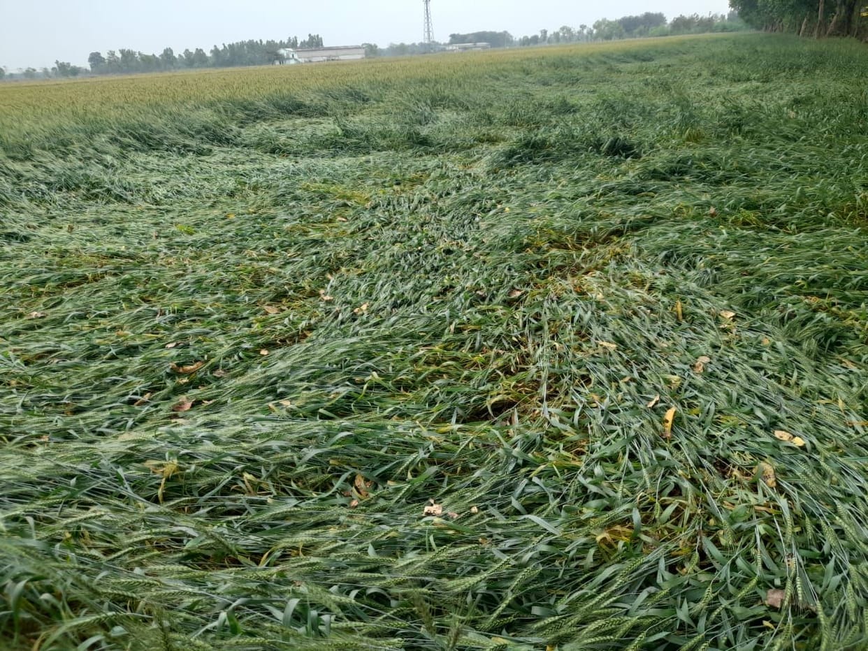 rain harm harvest