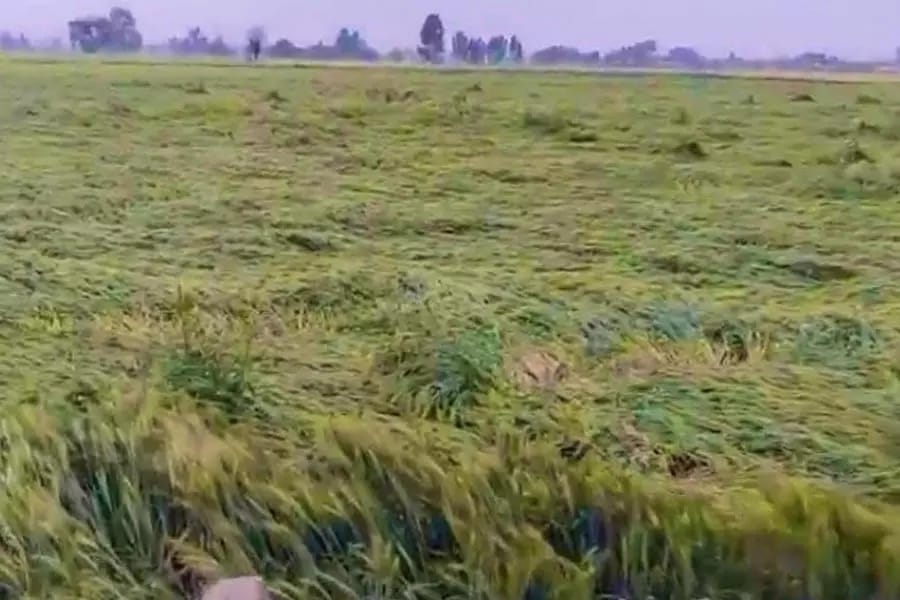 18 mm rain in Narwana, wheat crop fell due to strong winds, production will be affected