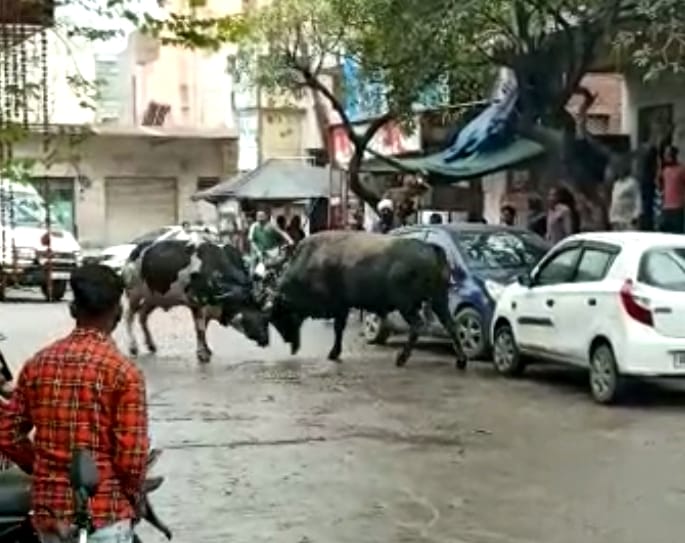 Traders angry with not catching cattle and encroachment