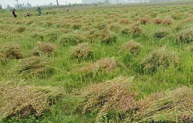 Clouds remained throughout the day, the farmers were scared and now the Meteorological Department has issued a yellow alert
