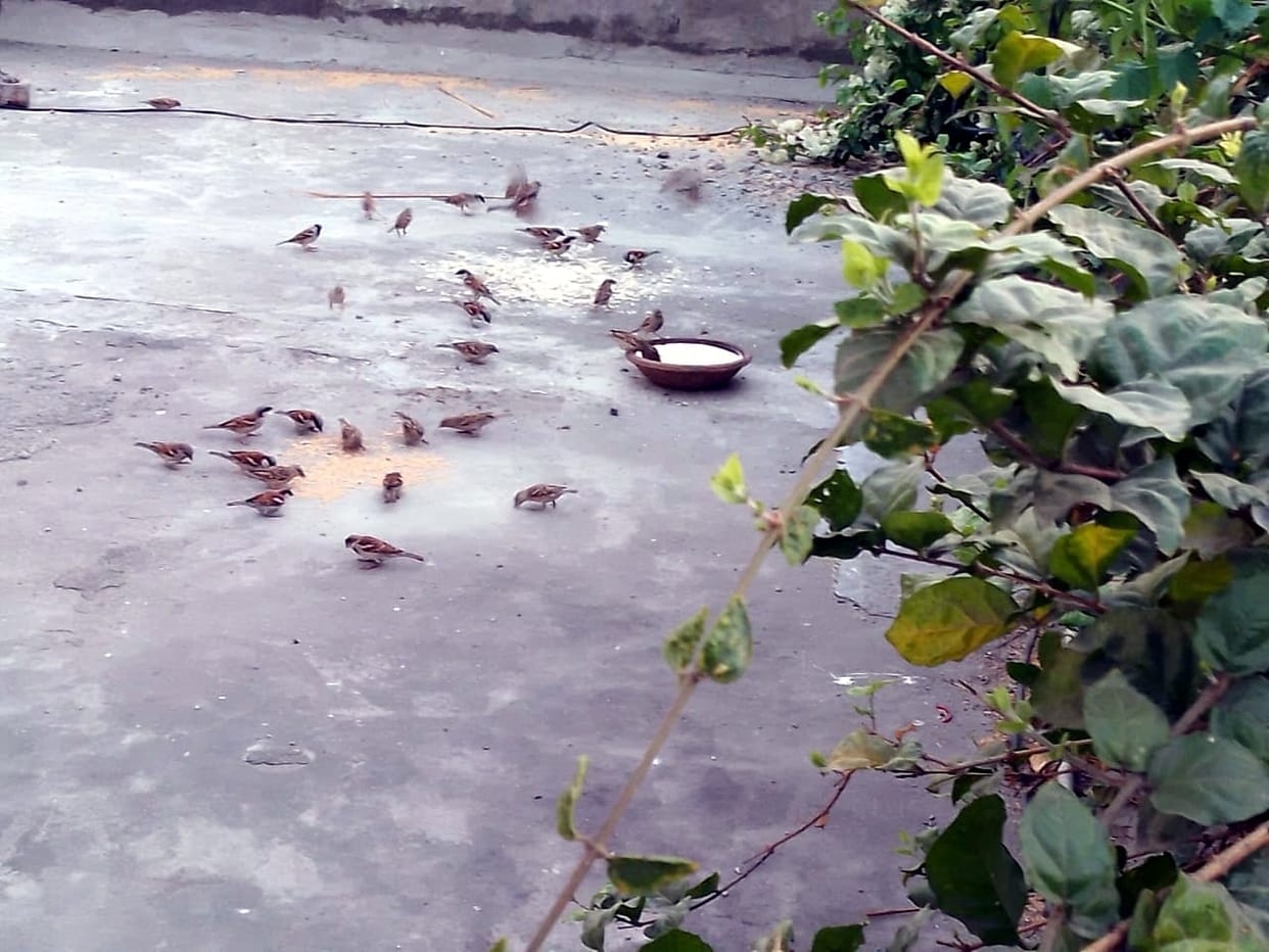 World Sparrow Day: Haveli Teri... Sparrow is also yours, keep their house inhabited