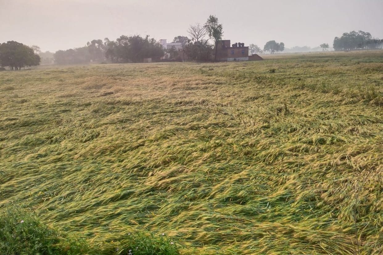 Stormy rain: wheat crop fell, waterlogging in the city