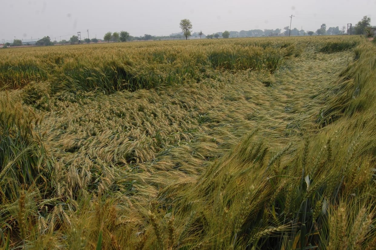 Crops lying in the fields due to change in weather, OPD increased in hospitals