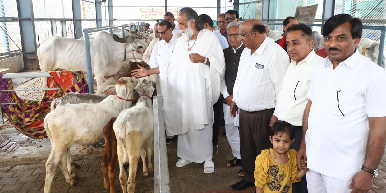 Swami Gyananand Maharaj caressing the cows at Sadguru Kripa Ashram.