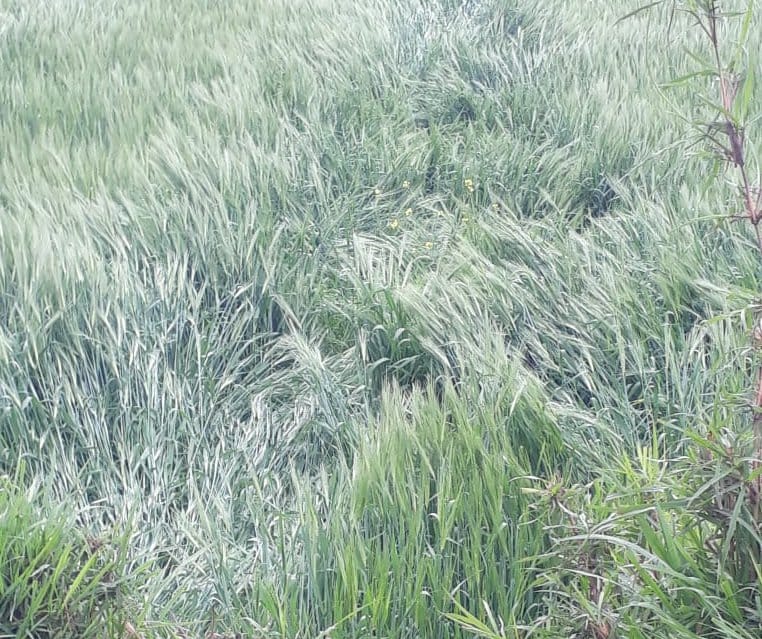 Damage to wheat, mustard and potato crops due to rain