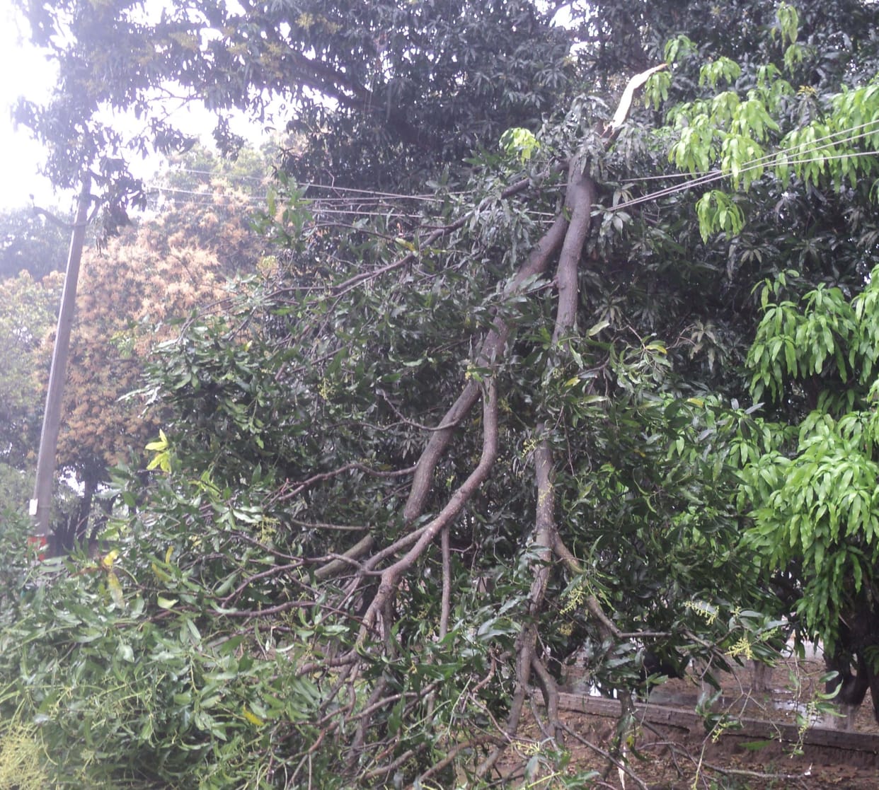 Tree branch fell on power line, supply disrupted