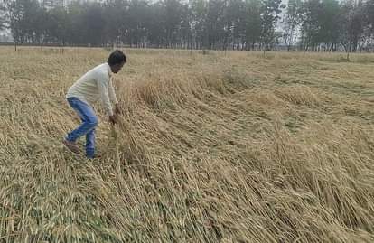 Crop fell due to rain damage, health may deteriorate