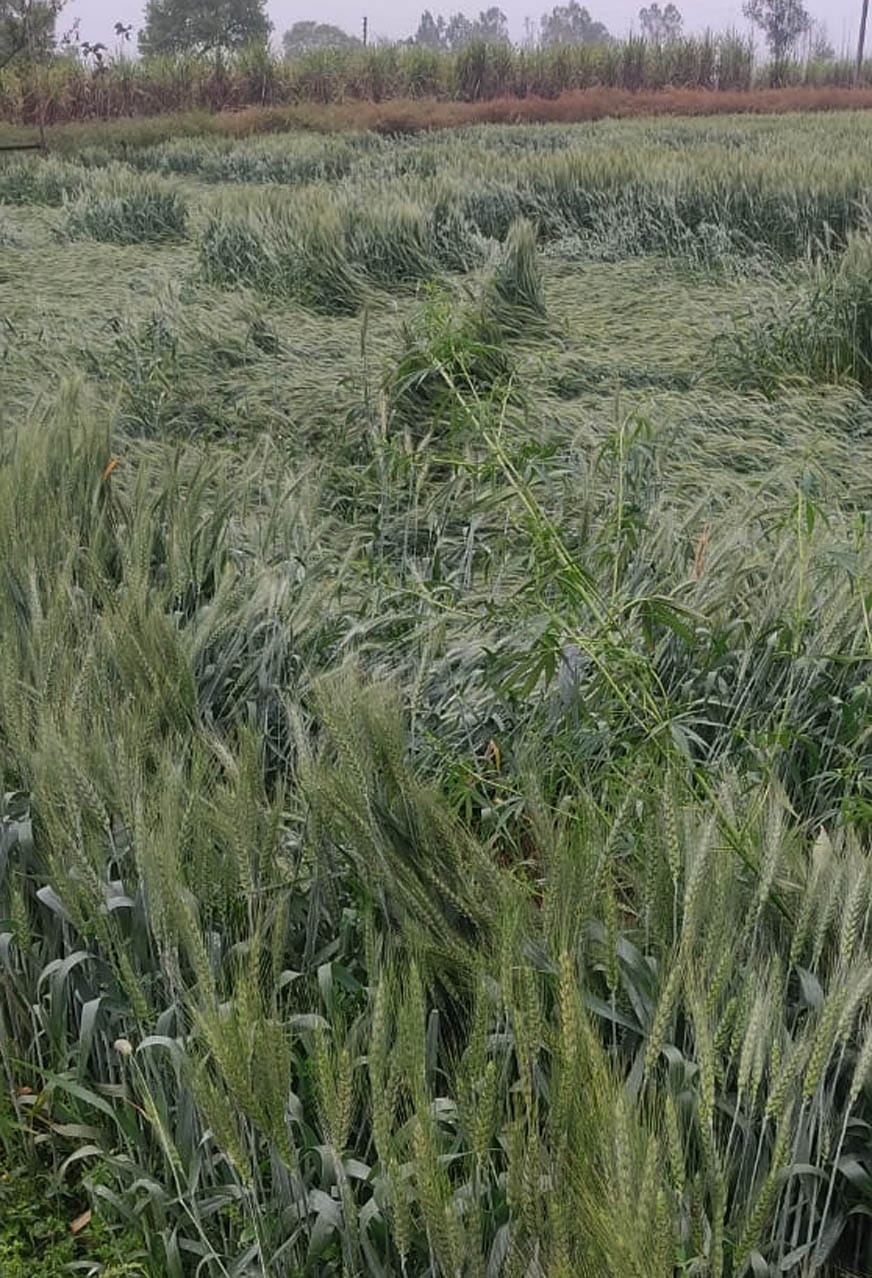 Farmer worried due to hailstorm and rain