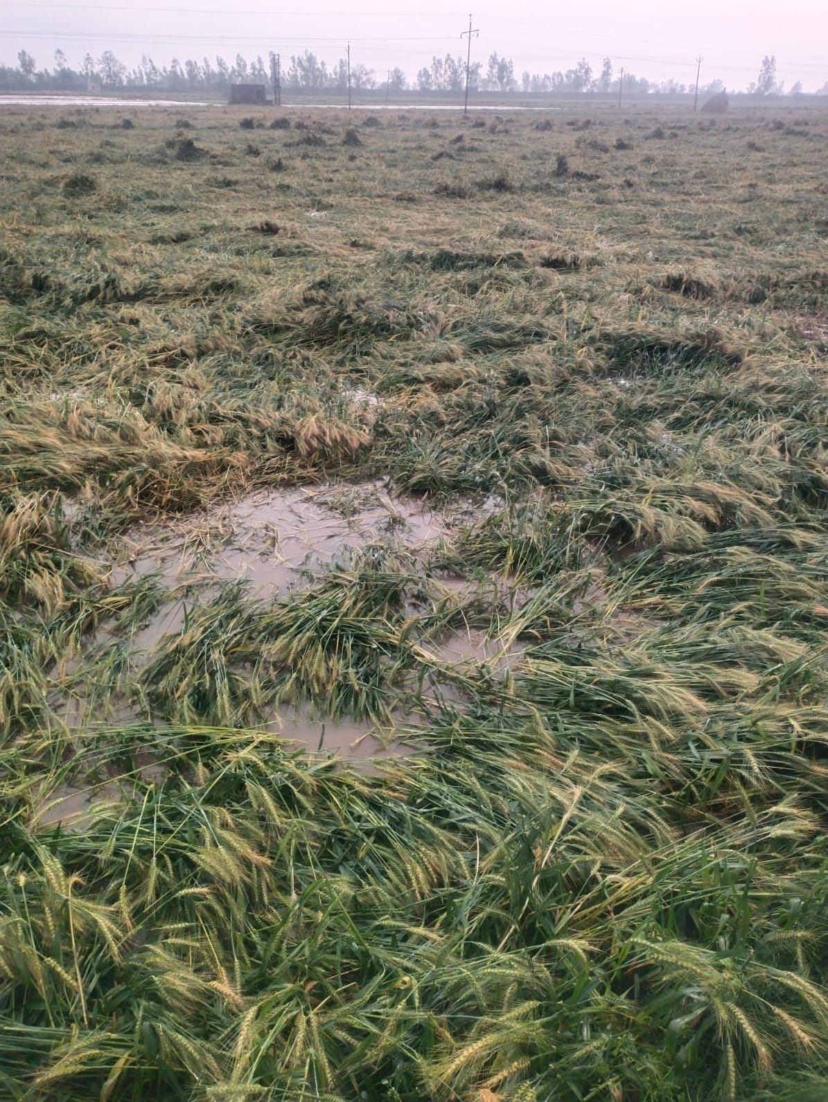 Badra rains heavily unseasonally, rains on the hard work of farmers