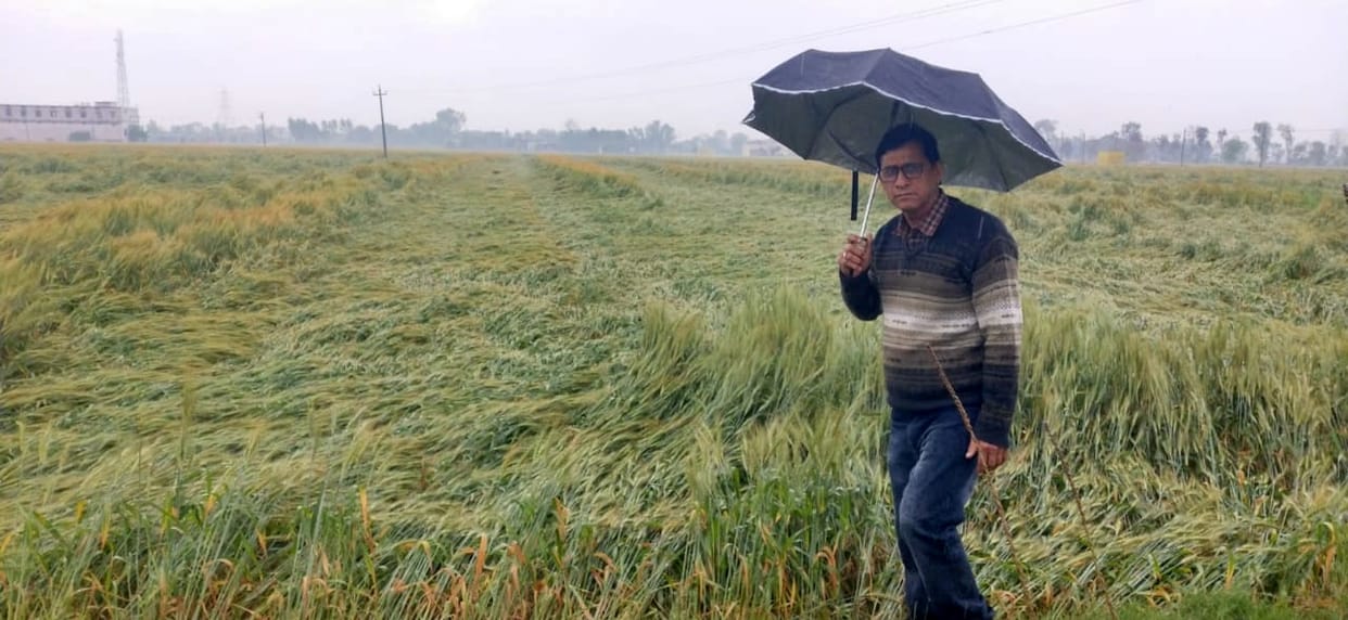 The rains became a disaster on the wishes of the farmers