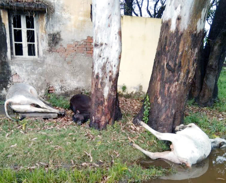 Three cattle died due to lightning