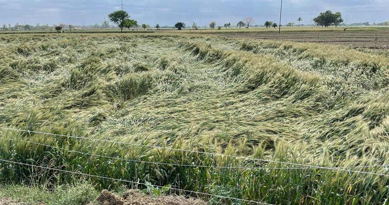 Farmers reached the brink of destruction due to rain