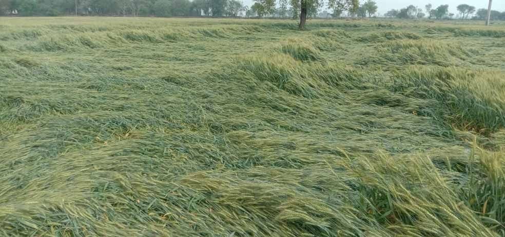 The rain turned water on the hopes of the farmers, trouble came