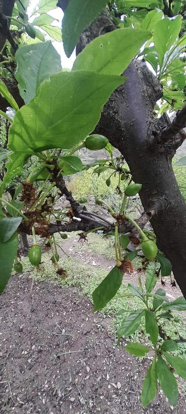 Changed weather patterns can spoil the setting of plum