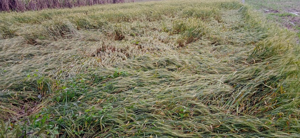 Heavy damage to crops due to strong wind and rain in Dhampur