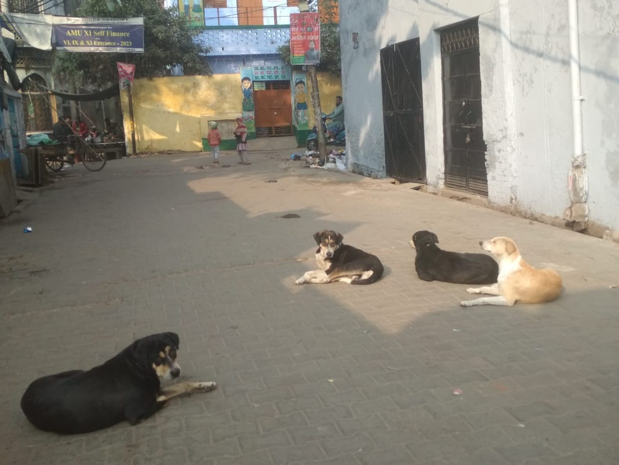 Dog, monkey and cat bitten six thousand people in a month