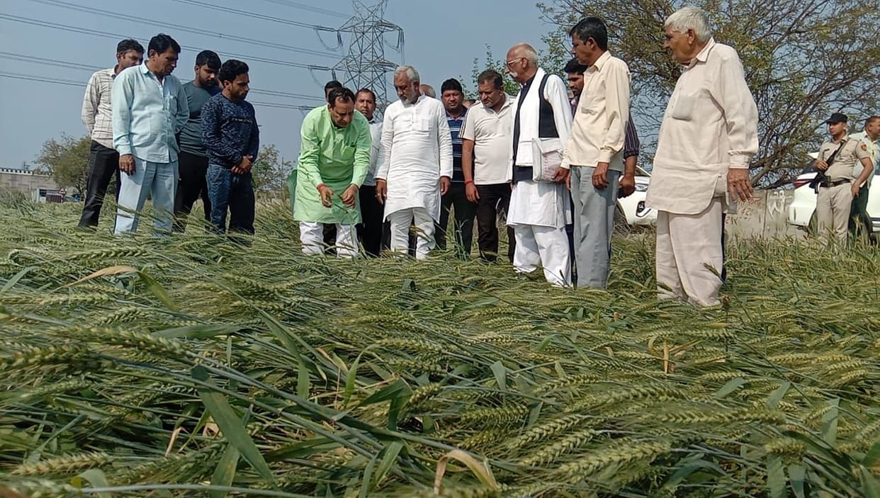 Assessment of crop damaged by rain
