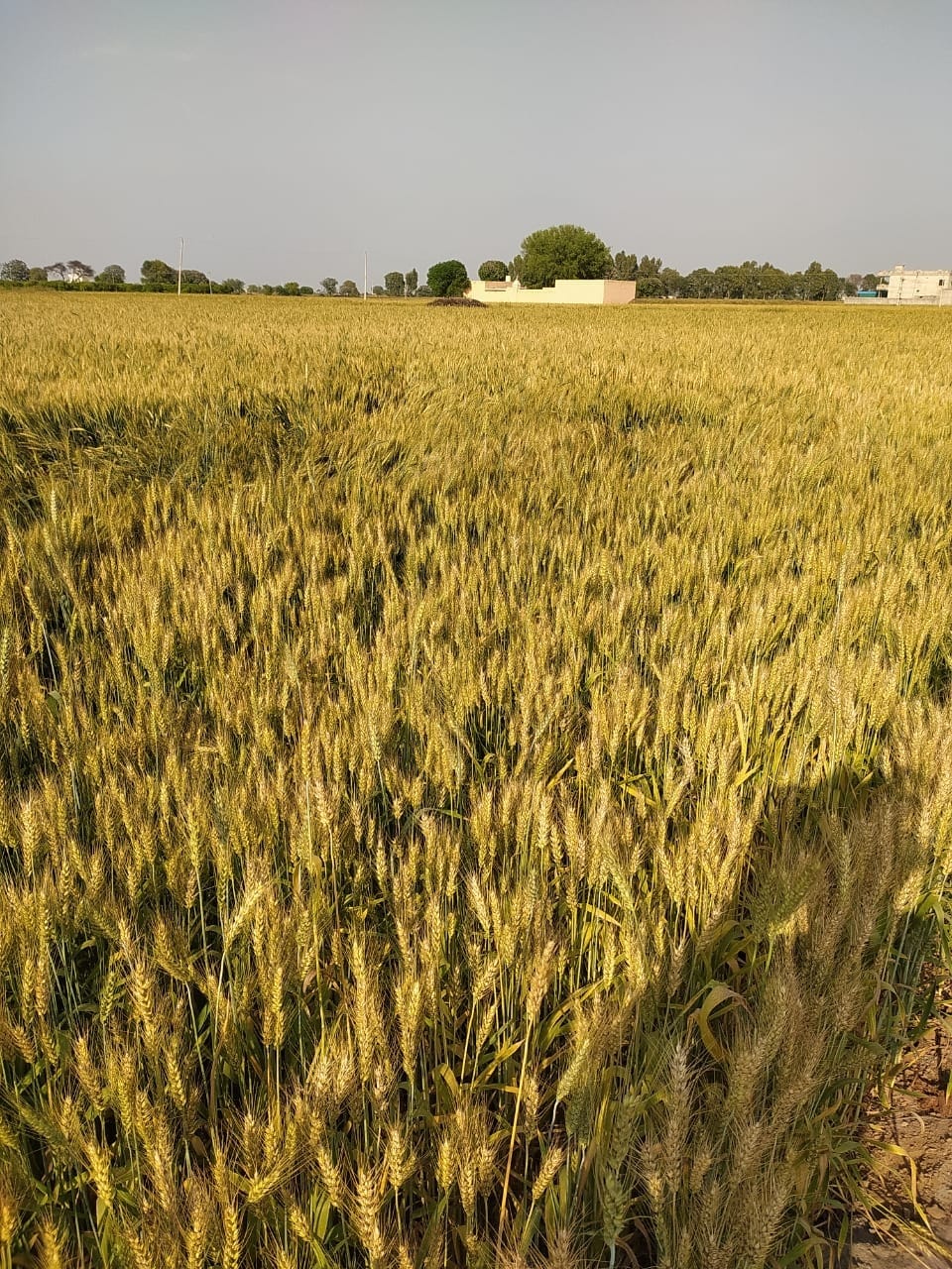 Wheat crop is benefiting due to fall in temperature