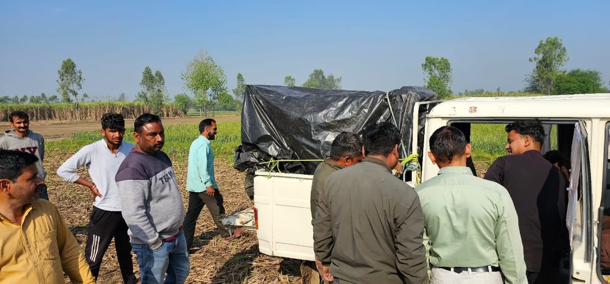 Three guldars seen in Haiderpur, one trapped in a cage