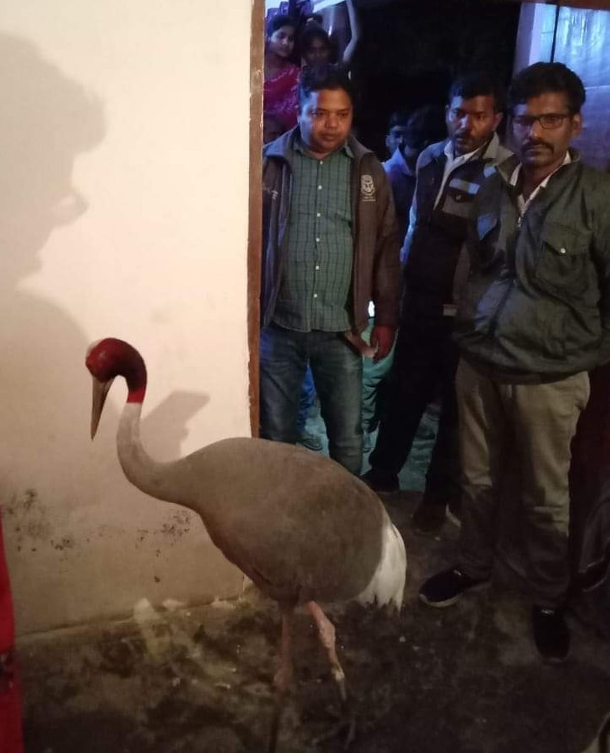 Missing stork found at home guard's house