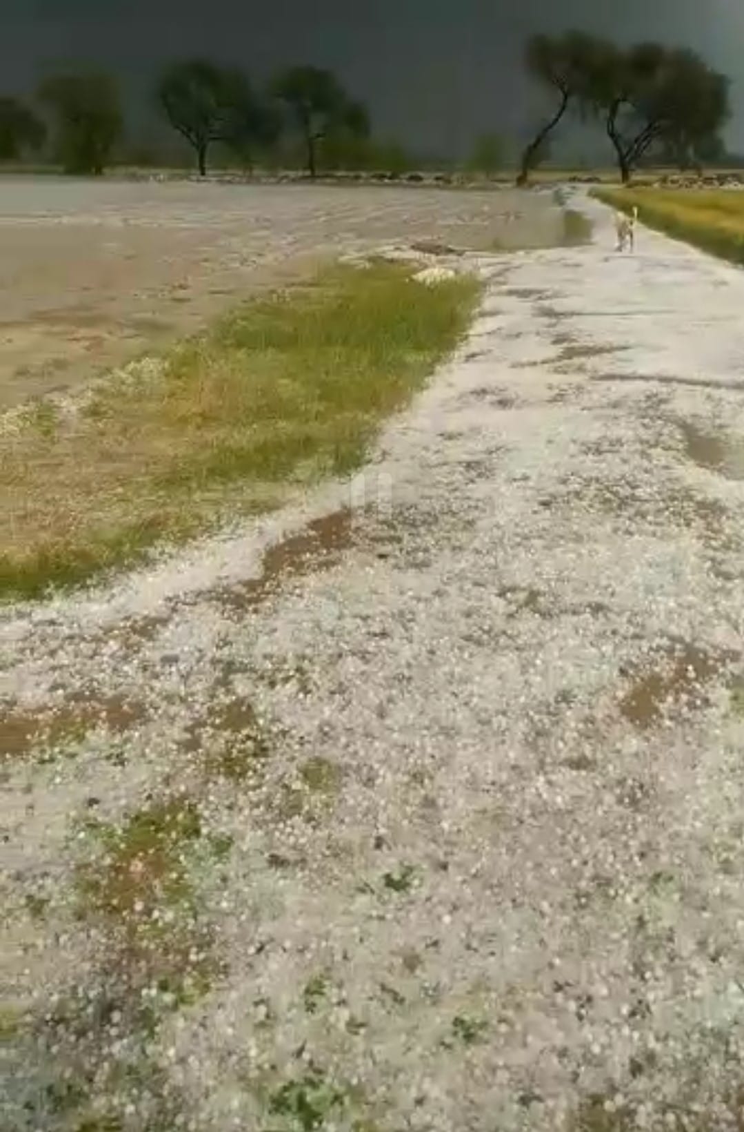 Hailstorm damaged crops in 80 villages of the district