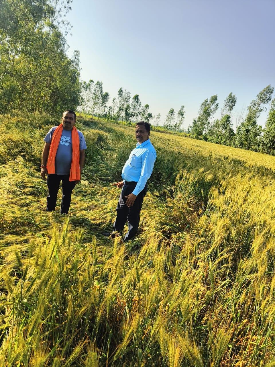 15 percent of rabi crops estimated to be destroyed due to rain and strong wind