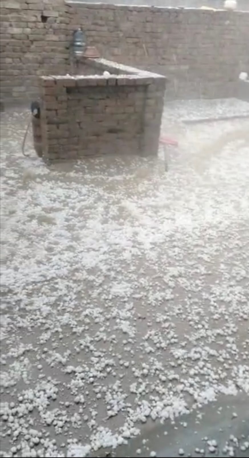 Heavy damage to wheat crop due to hailstorm in Ratia
